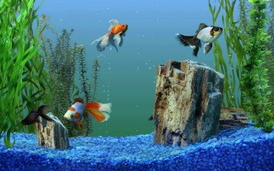 Awesome Phone Screensavers on The Fish Aquarium  Space  Davinci And Other Amazing Screensavers