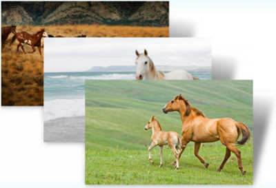 windows-7-horse-theme windows 7 horse theme 400x273 Download Windows 7 Horses themepack from Microsoft