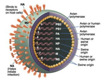h1n1 swine flu virus