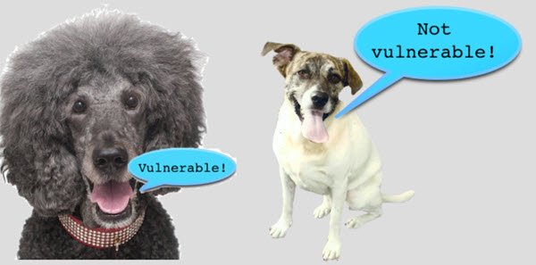 poodle security vulnerability attack ssl3