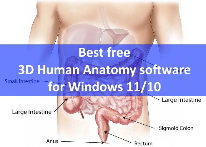 3D Human Anatomy software Windows
