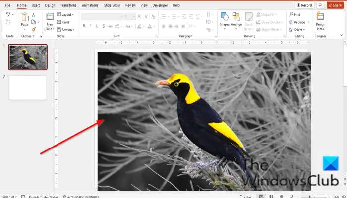 How to make Picture Grayscale and Color in PowerPoint
