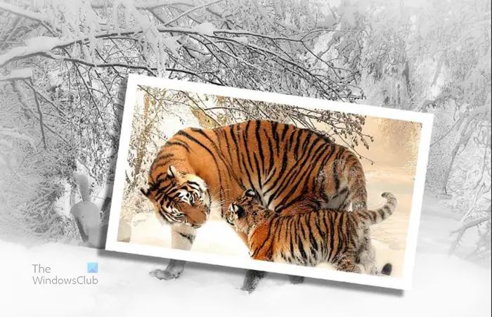 How to create a picture-in-picture effect in Photoshop - Tigers