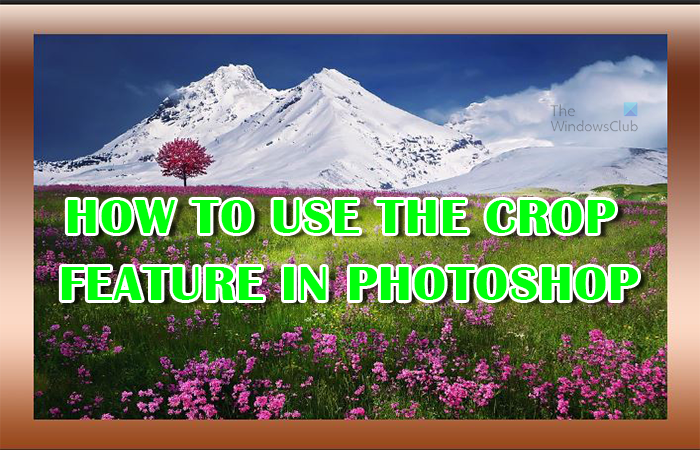 How to use the crop feature in Photoshop