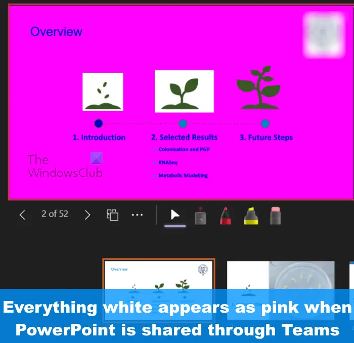 PowerPoint presentation becomes Pink