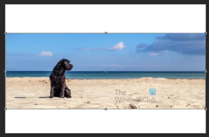 How to resize Image without Distortion or Stretching in Photoshop