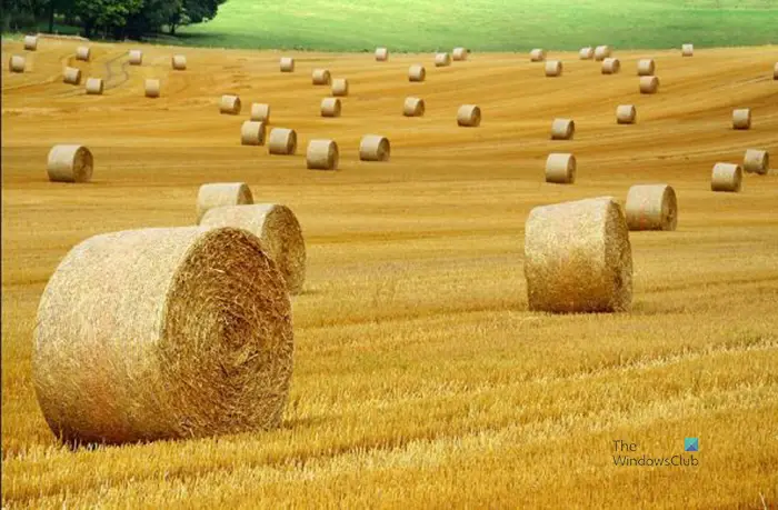 How to use Content-Aware Crop and Fill in Photoshop - Image cropped and straightened - less hay bales