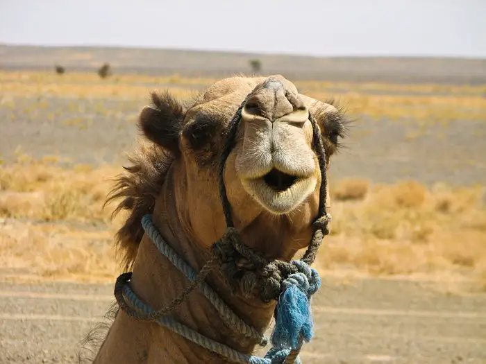 Camel with big nose