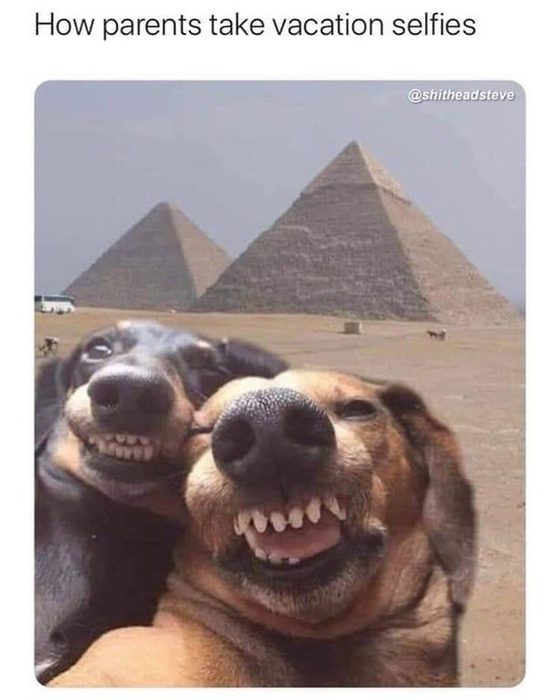 Laughing dogs